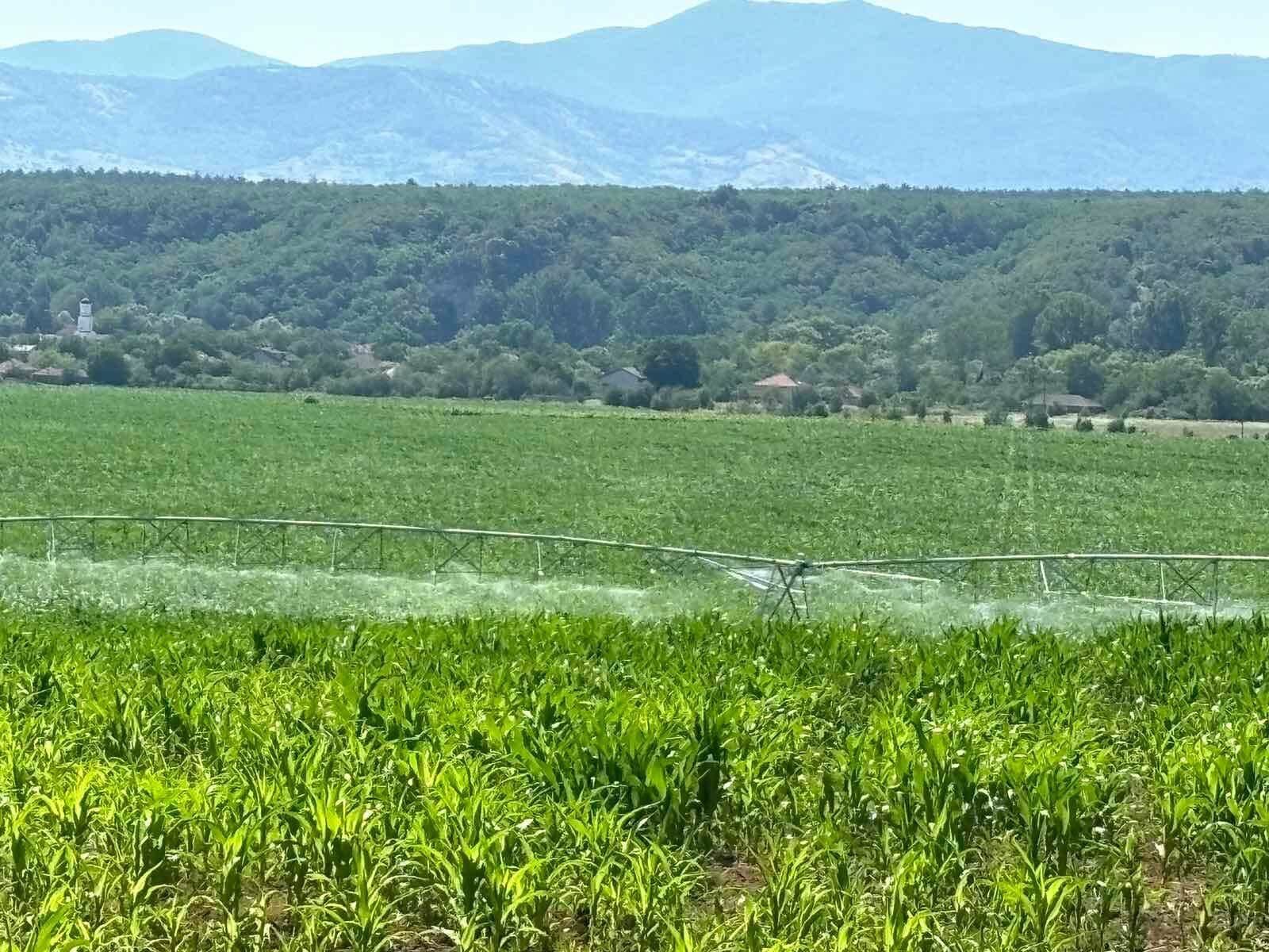 Дъждовален пивот напоява зелена царевична нива